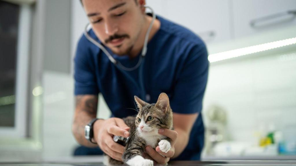 Un veterinario con un gato.