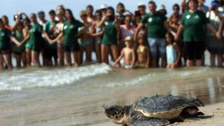Una tortuga boba se adentra en el mar.