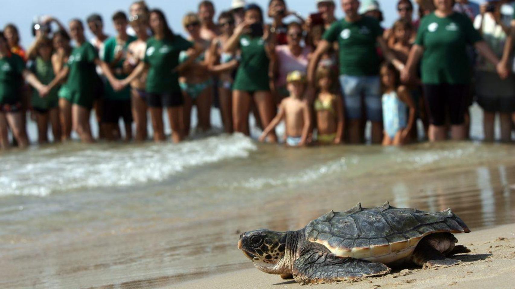 La tortuga americana que ha venido a  colonizar  las playas de España: ya se han encontrado 14 nidos