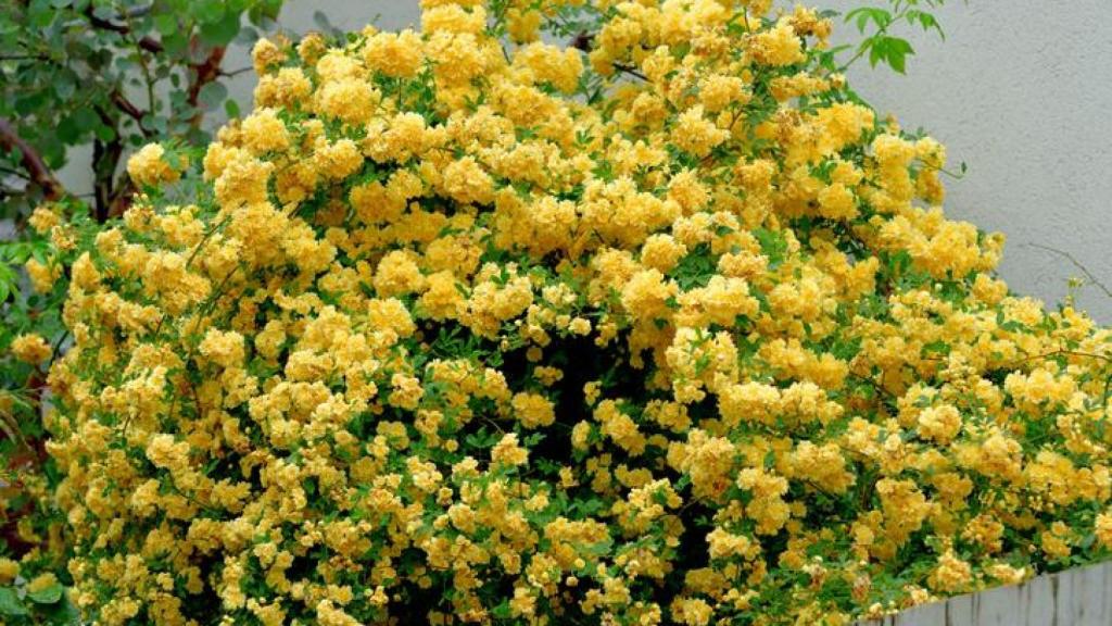 Rosal Banksiae amarillo en plena floración.