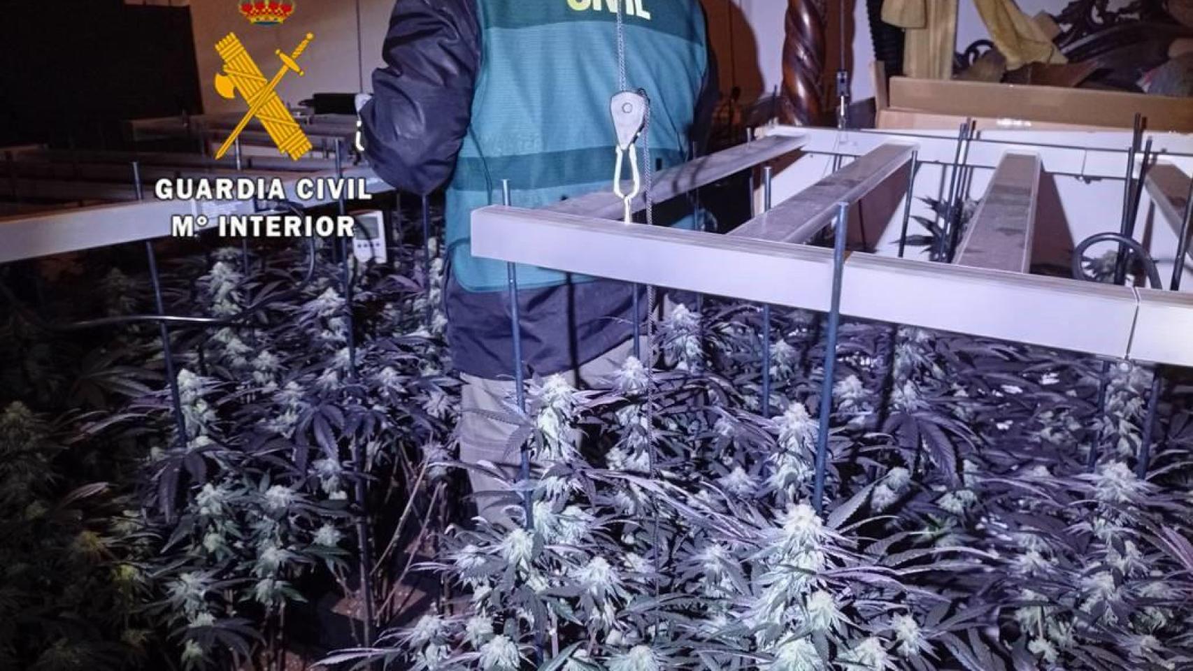 La plantación de marihuana desmantelada en Arenas (Málaga).