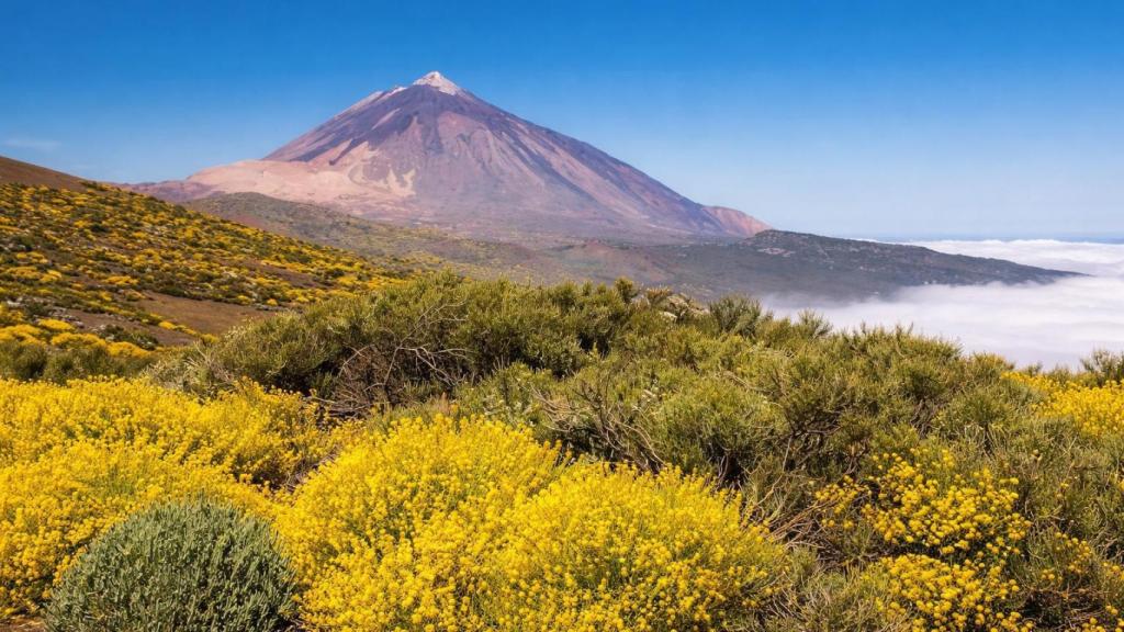 El Teide entre flores amarillas.