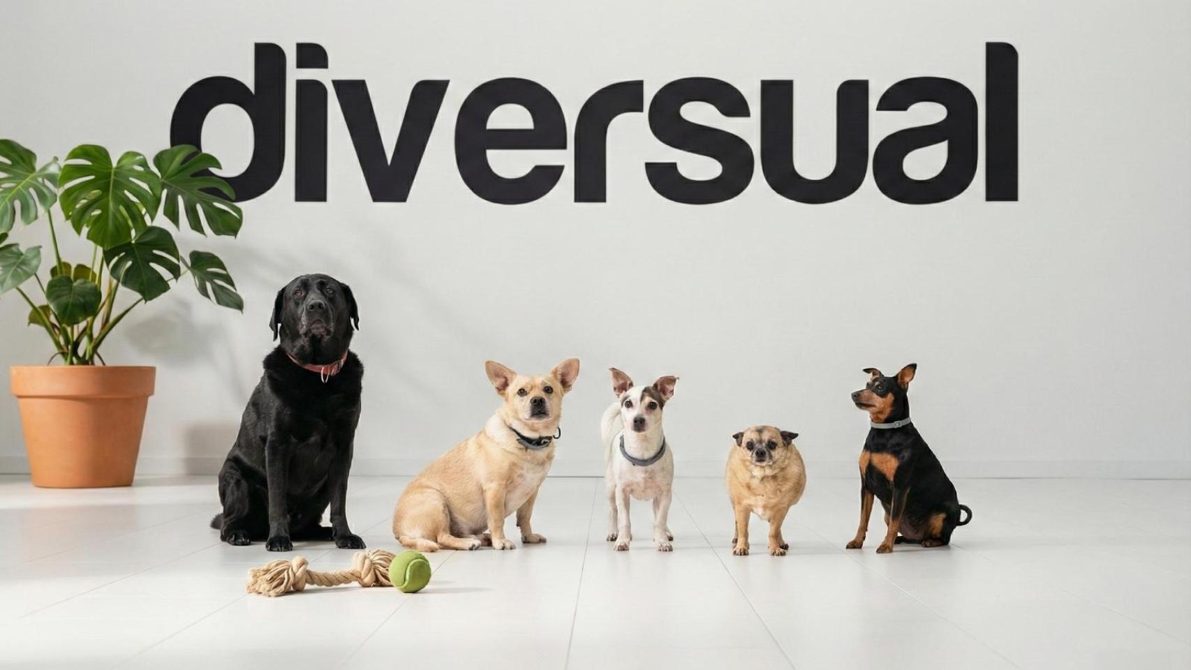 Perros de los trabajadores de Diversual.