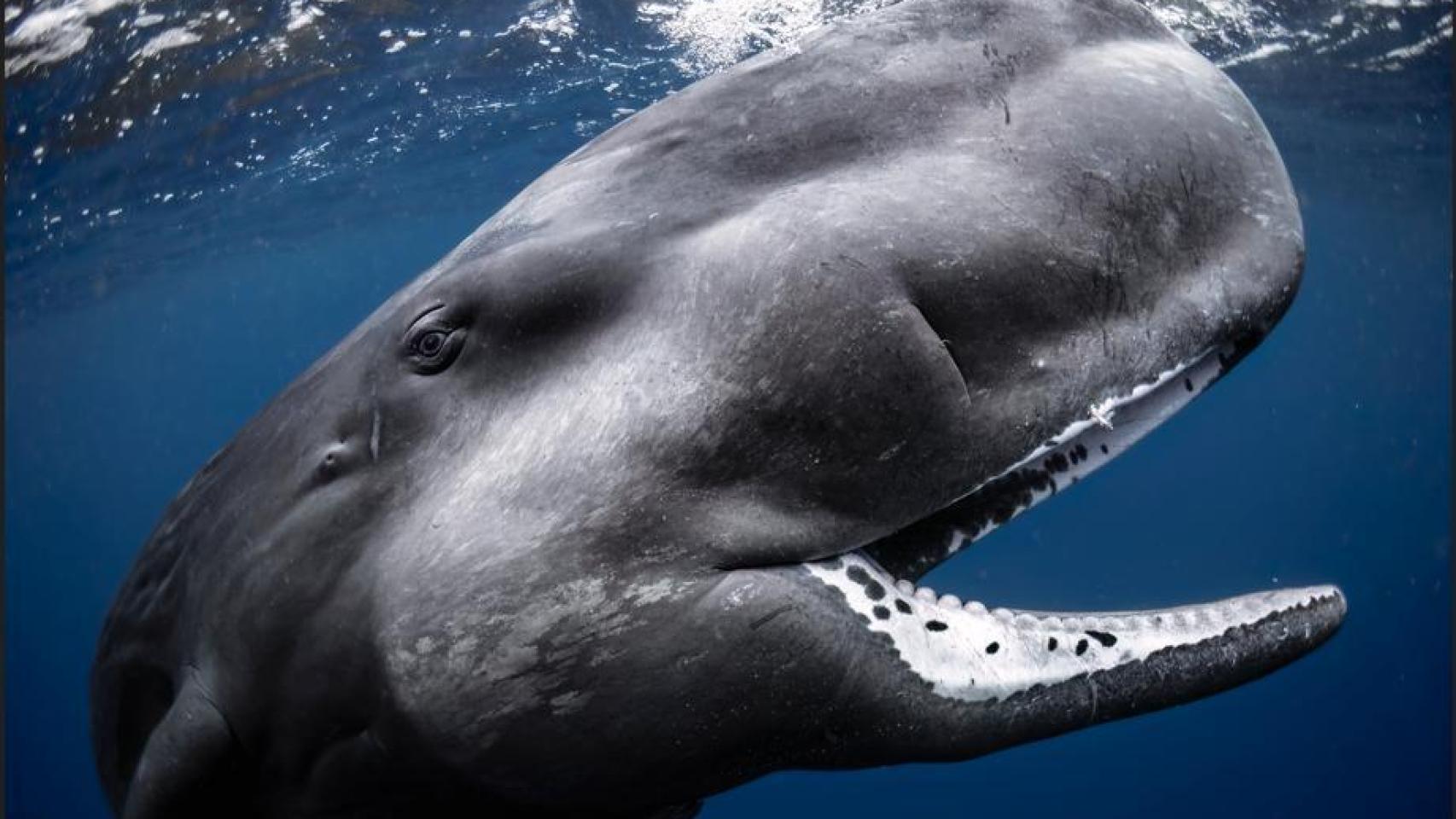 'Happy Baby' ha sido la imagen ganadora de la última dedición de los UPY.