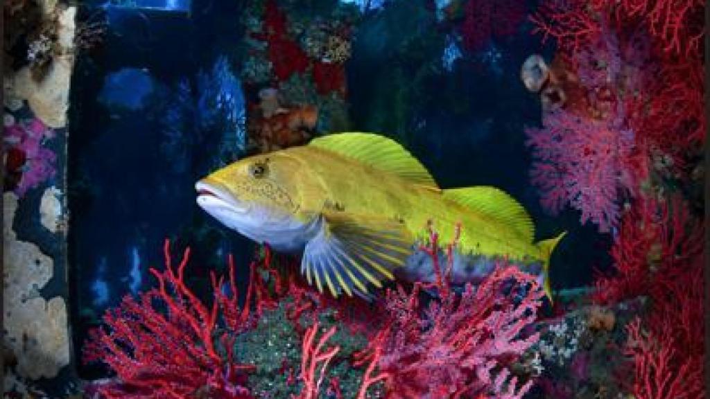'Chamber of Life' muestra a un greenling vigilando sus huevos.