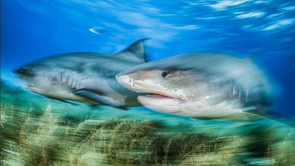 La fotografía 'Tiger Tiger' muestra a dos tiburones tigre.