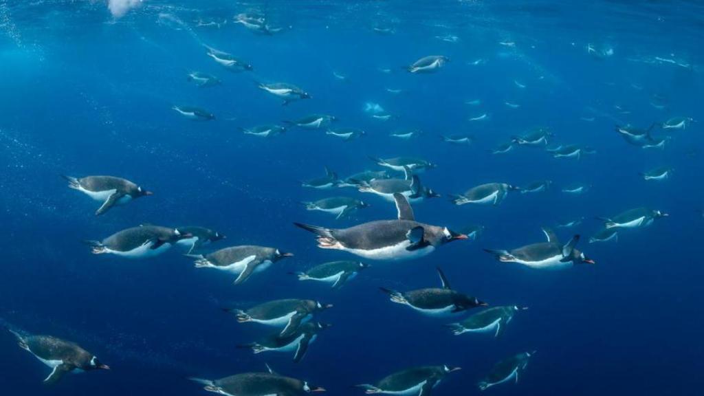 'Masters of the Frozen Realm' muestra a pingüinos papúa atravesando el Océano Austral.