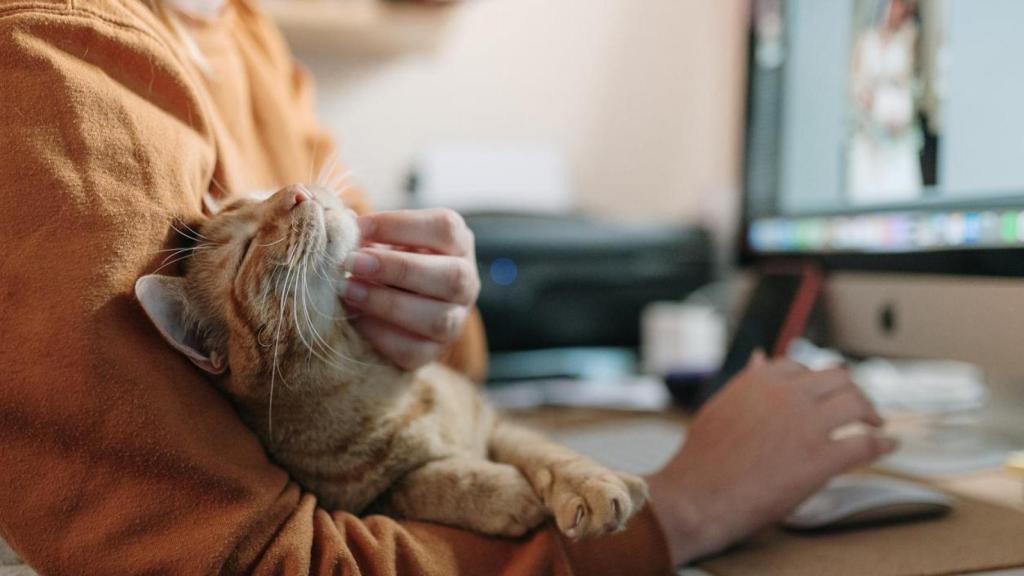 Huang Cong, el joven chino que gana 20.000 euros al mes cuidando gatos domésticos: alimentó hasta 55 felinos en un día