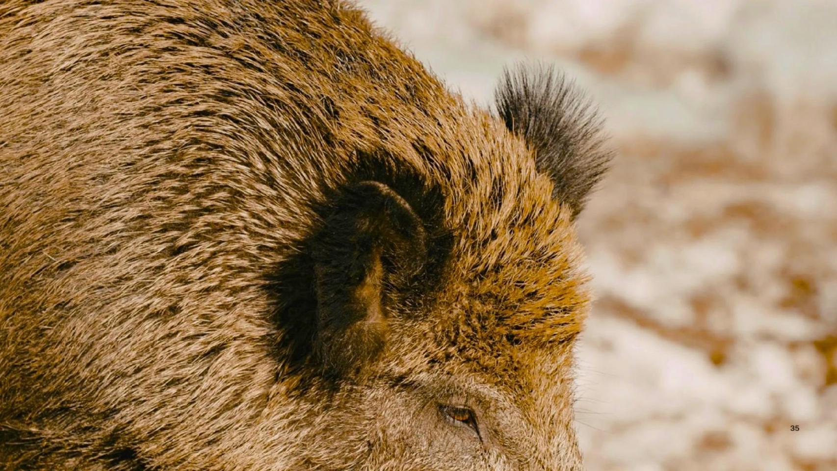 Aparece una nueva especie en Fukushima 15 años después de la catástrofe nuclear: Se trata de una hibridación hereditaria