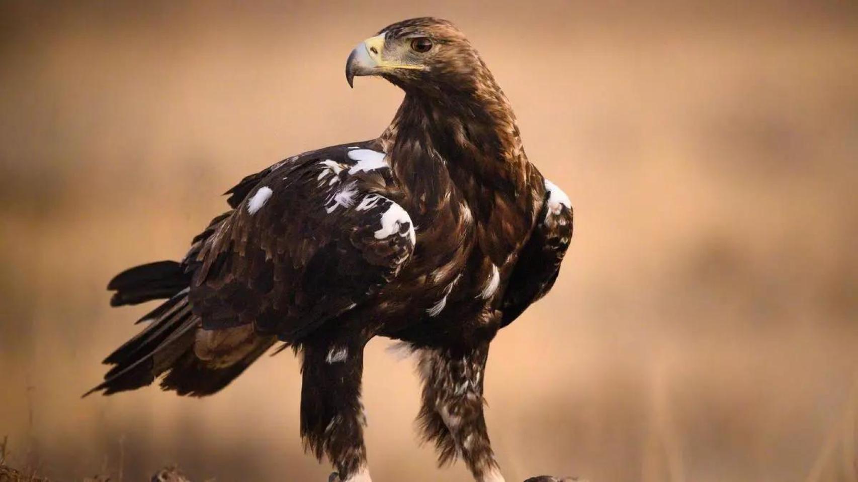 El águila imperial ibérica ha pasado de 39 a 1.000 parejas en 50 años.