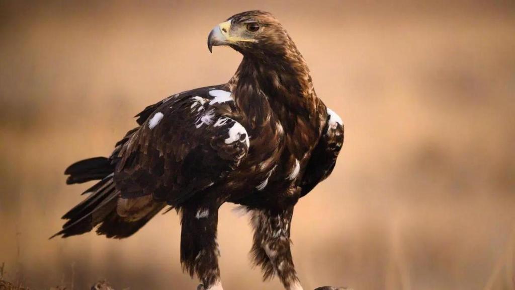 El águila imperial ibérica ha pasado de 39 a 1.000 parejas en 50 años.