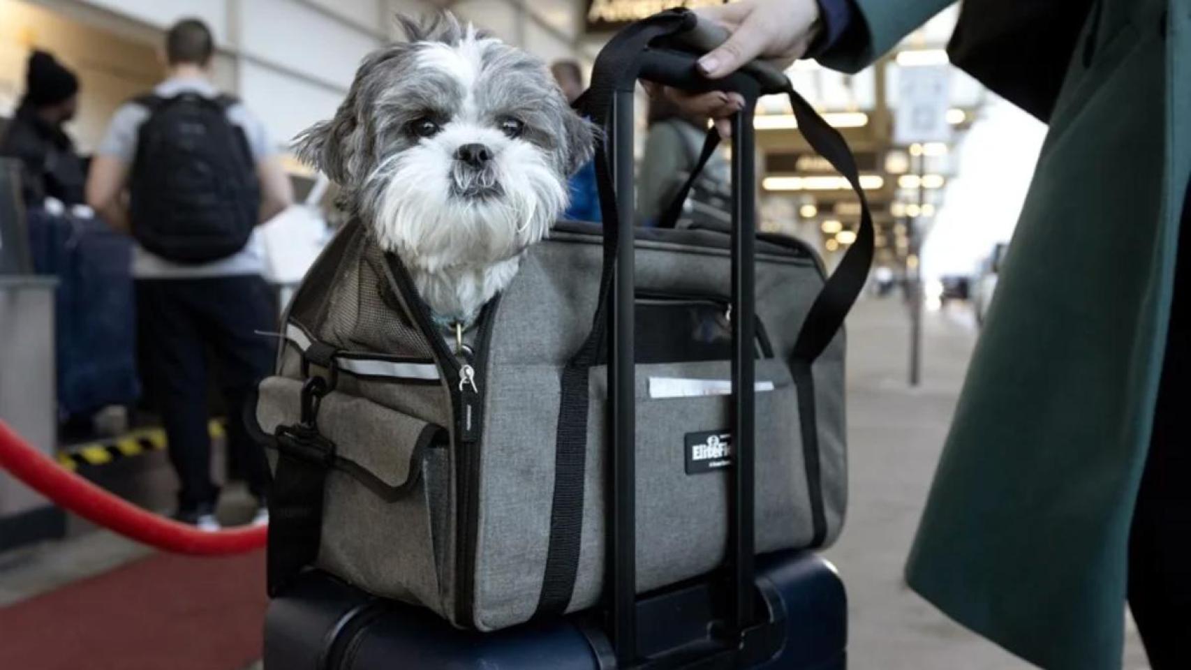 Un perro preparado para abordar un vuelo junto a su dueño, en una imagen de archivo.