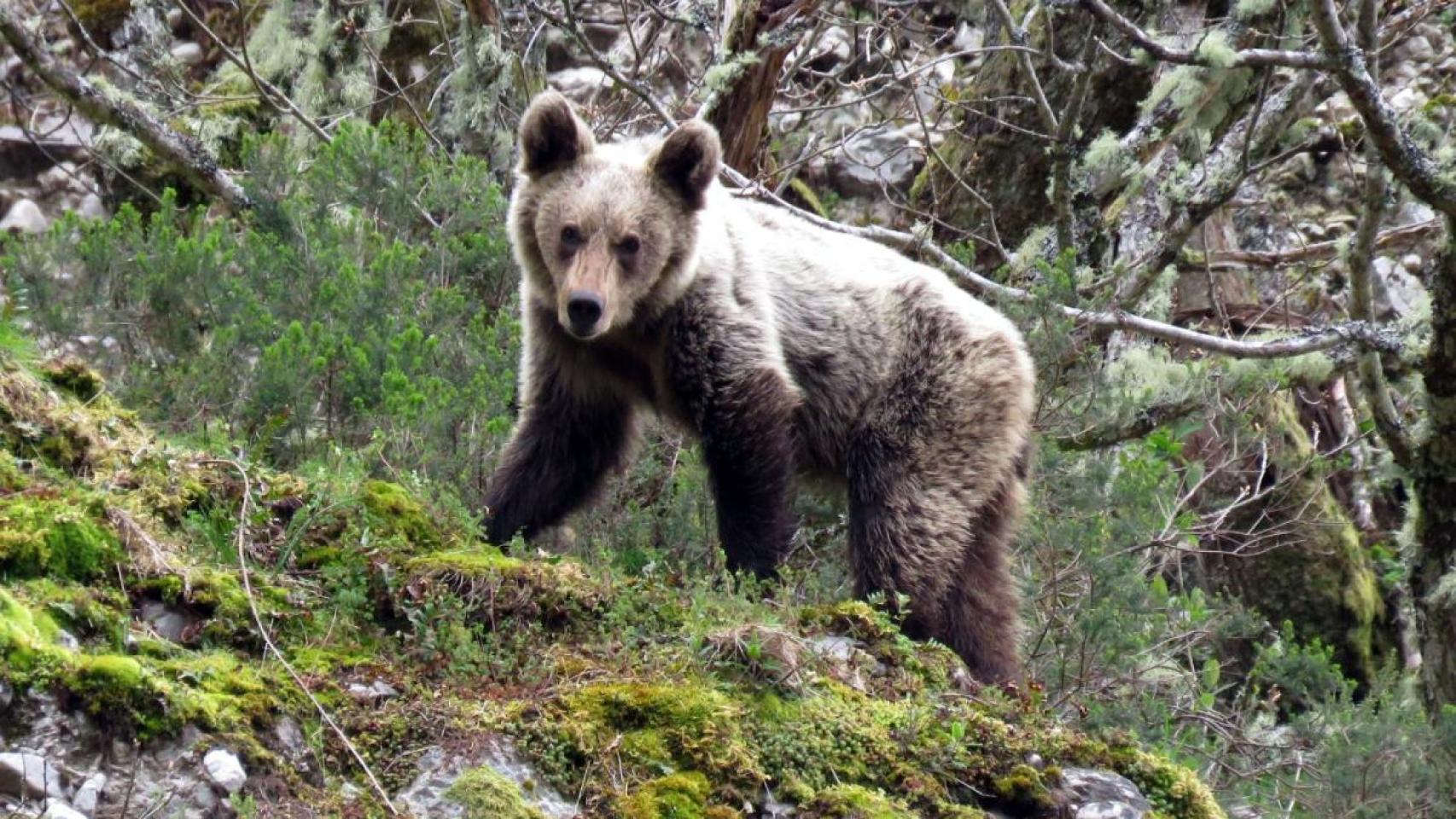 Imagen de archivo de un oso joven en la cordillera Cantábrica.