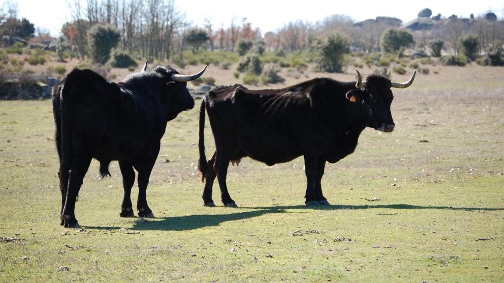 La raza bovina que proviene de la zamorana comarca de Sayago,