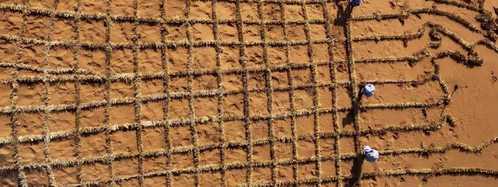 Proyecto piloto de fertilización de suelo desértico