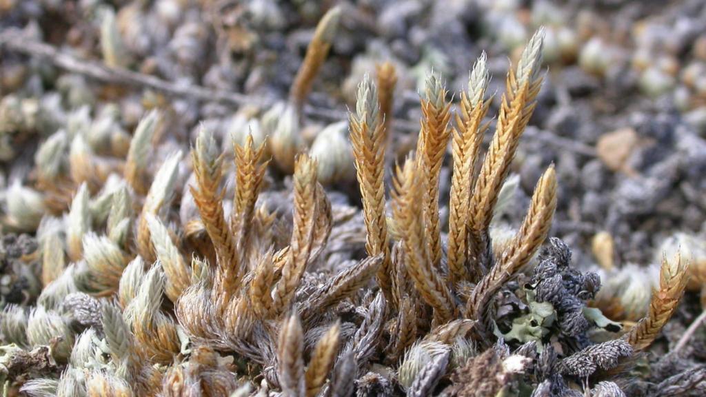 Selaginella densa, una de las plantas que favorcen el crecimiento de la costra biológica.