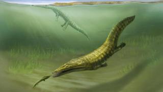 Los antiguos anfibios marinos Erythrobatrachus.