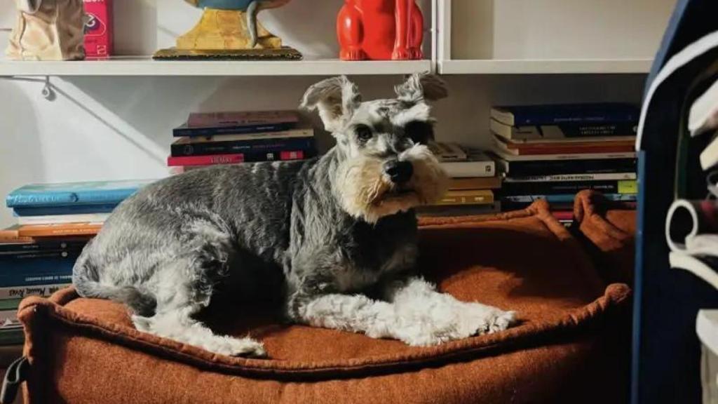 Uno de los perros de Marc Giró