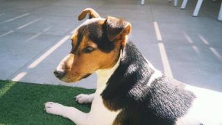 Un perro.