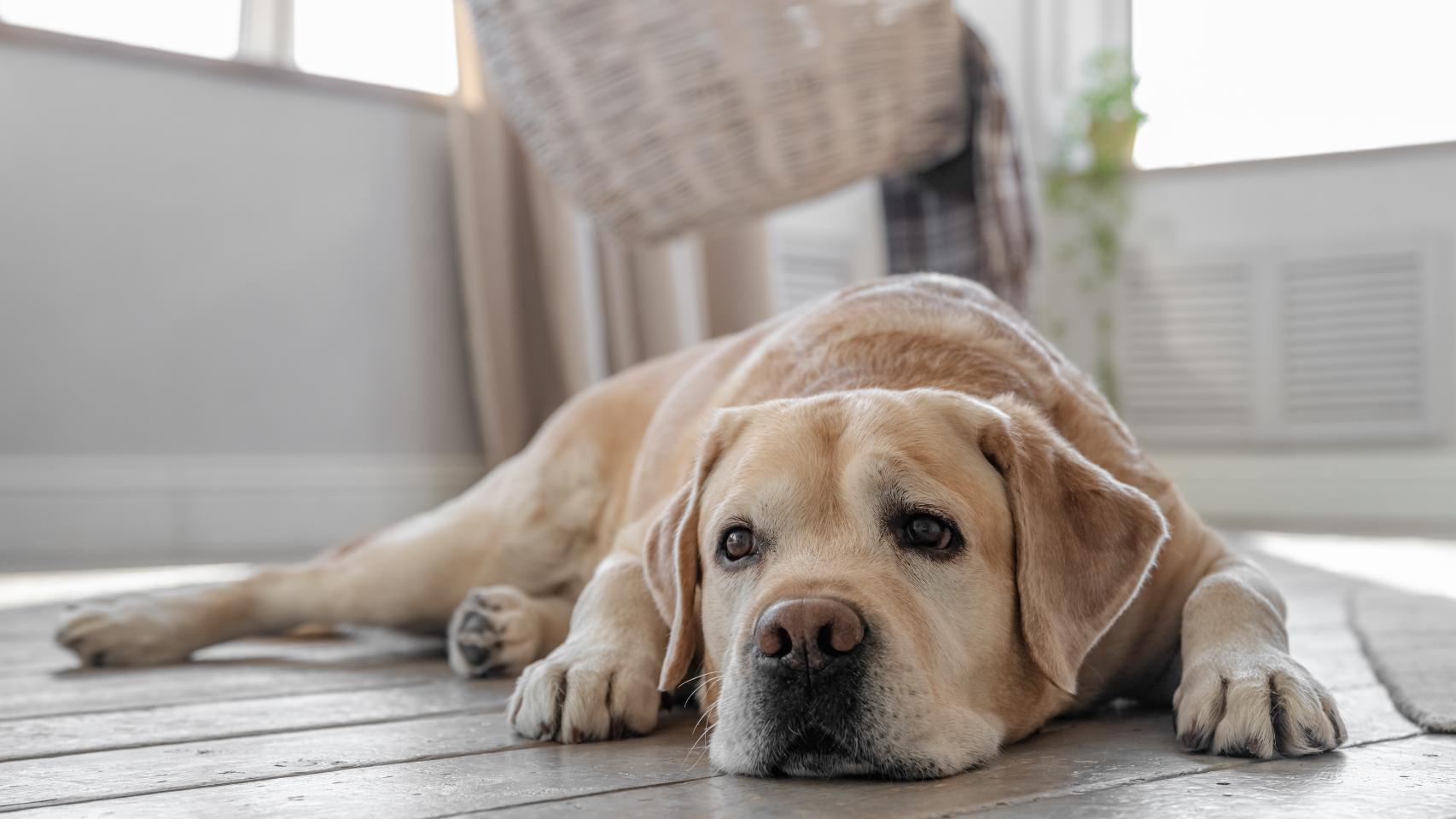 Un perro acostado en el suelo de una casa.