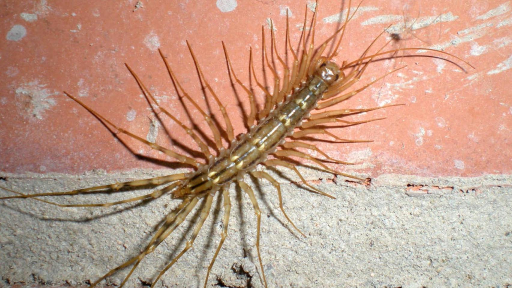 Alarma con este insecto depredador de 15 pares de patas: es venenoso y acaba con plagas en hogares del mediterráneo