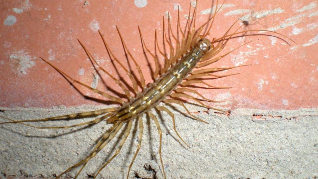 Alarma con este insecto depredador de 15 pares de patas: es venenoso y acaba con plagas en hogares del mediterráneo