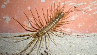 Alarma con este insecto depredador de 15 pares de patas: es venenoso y acaba con plagas en hogares del mediterráneo