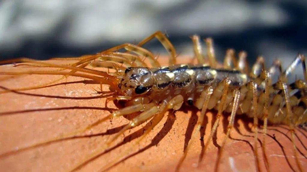 El ciempiés doméstico invade los hogares del mediterráneo.