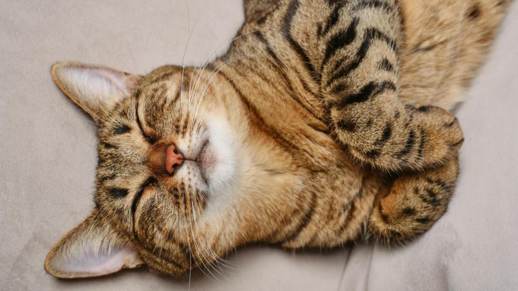 Un gato tigrado tumbado.