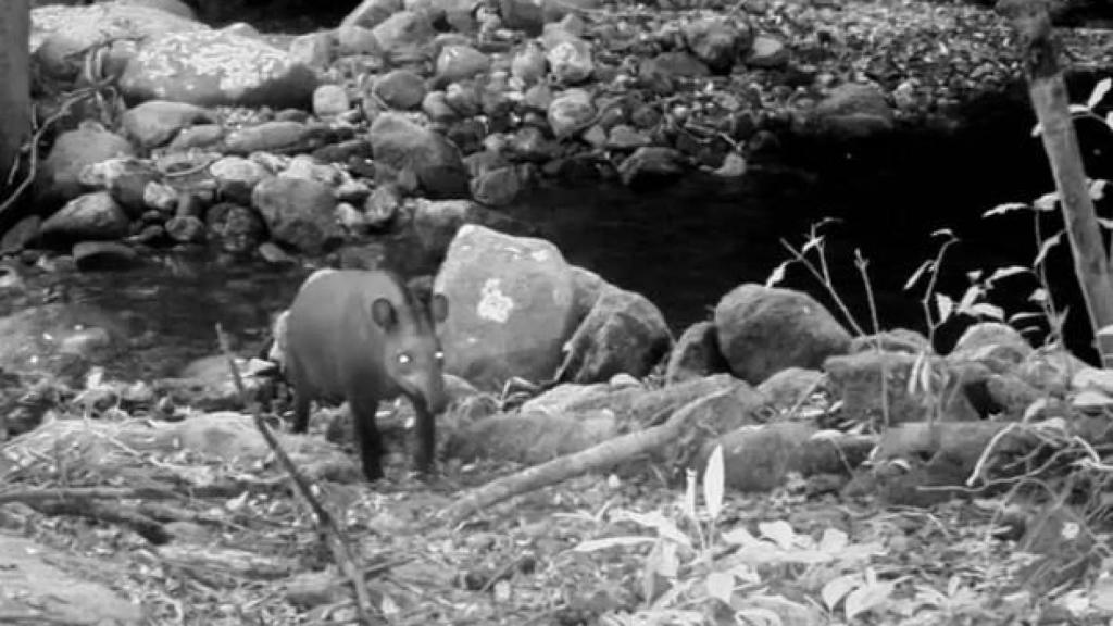 Hallazgo histórico en Brasil: este animal se creía extinto desde hace 100 años.