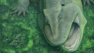 Los expertos no dan crédito: hallan un animal prehistórico que vivió hace unos 275 millones de años con una mandíbula insólita