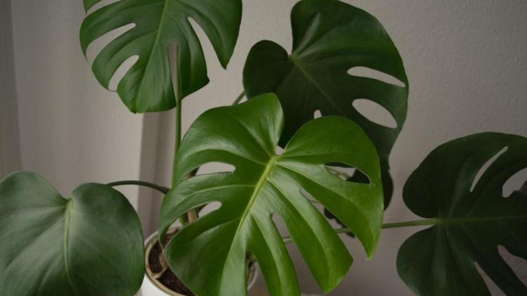 Costilla de Adán, planta.