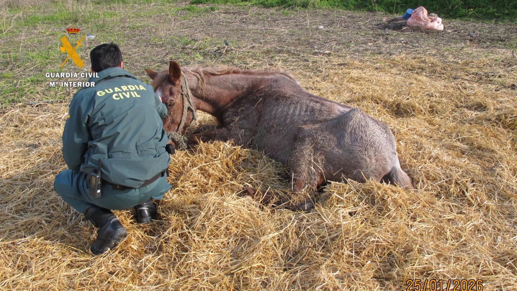 El Seprona atiende al animal.