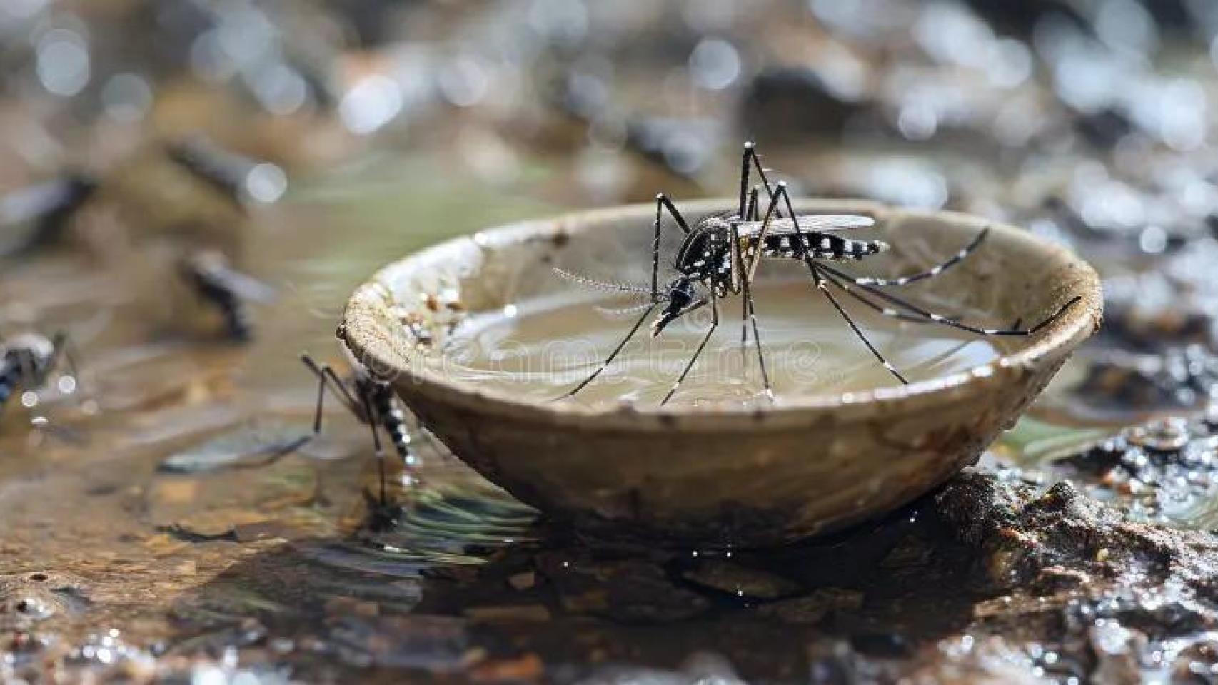 Imagen de archivo de mosquitos en agua estancada.
