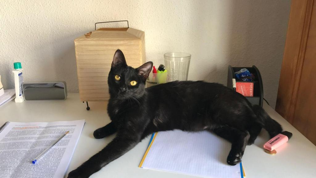Una gata negra.