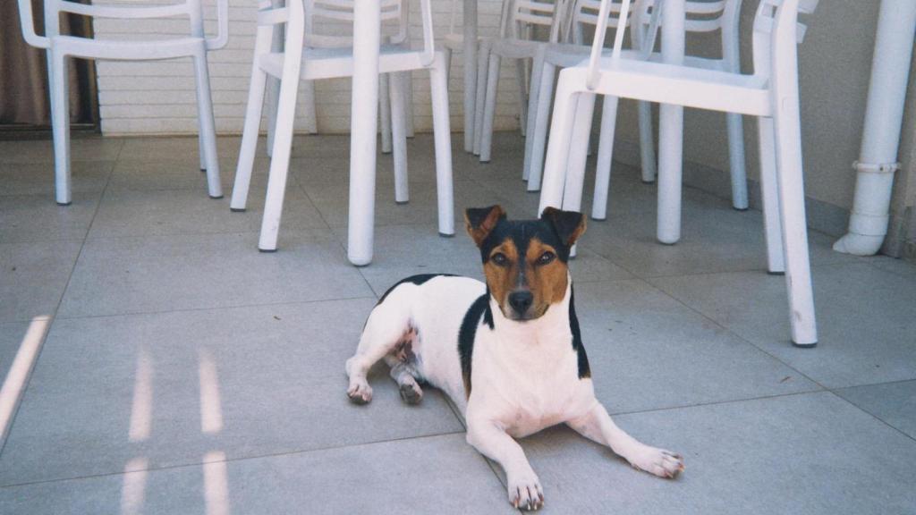 Un perro.