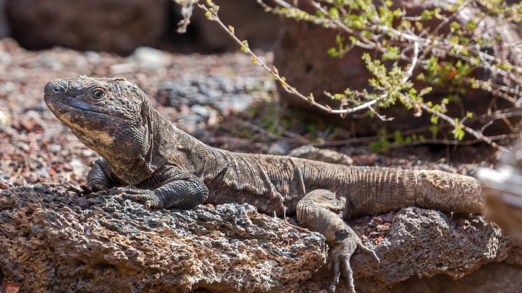 Lagarto gigante de El Hierro.