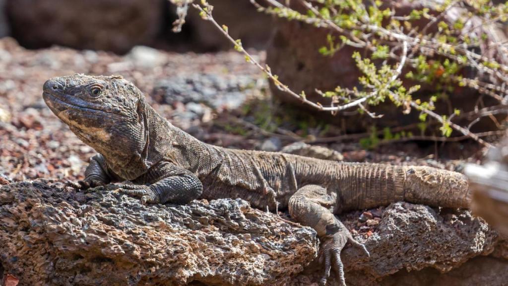 Lagarto gigante de El Hierro.