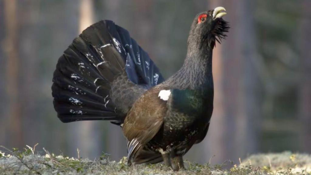 Un ejemplar de urogallo durante el característico canto que tiene esta especie.