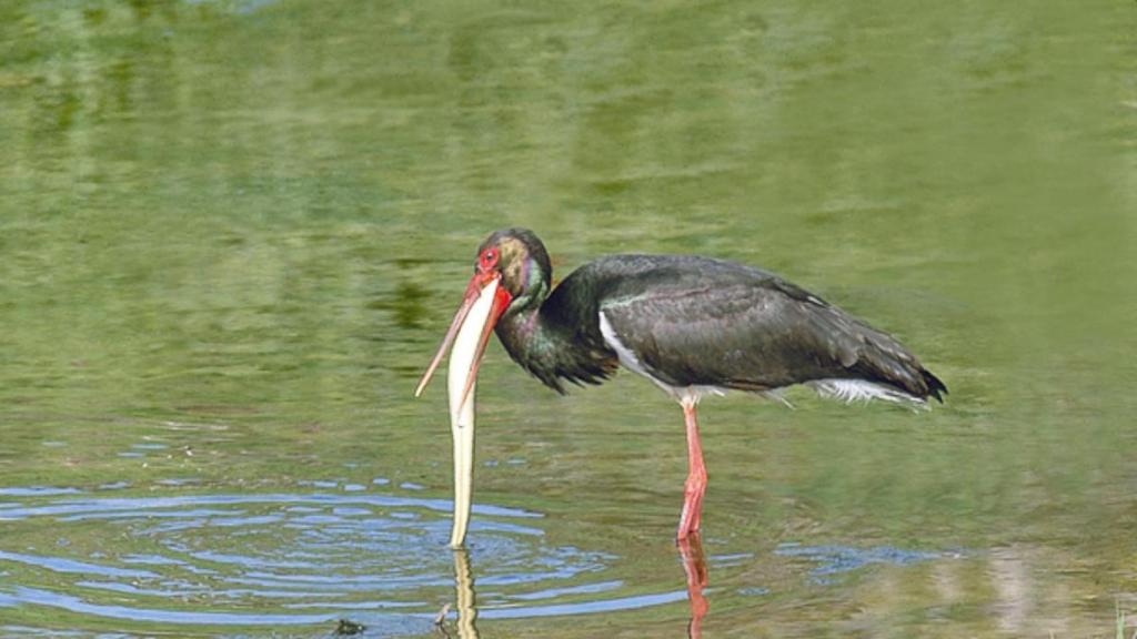 Una ejemplar de cigüeña negra, una especie amenazada, en una imagen de archivo.