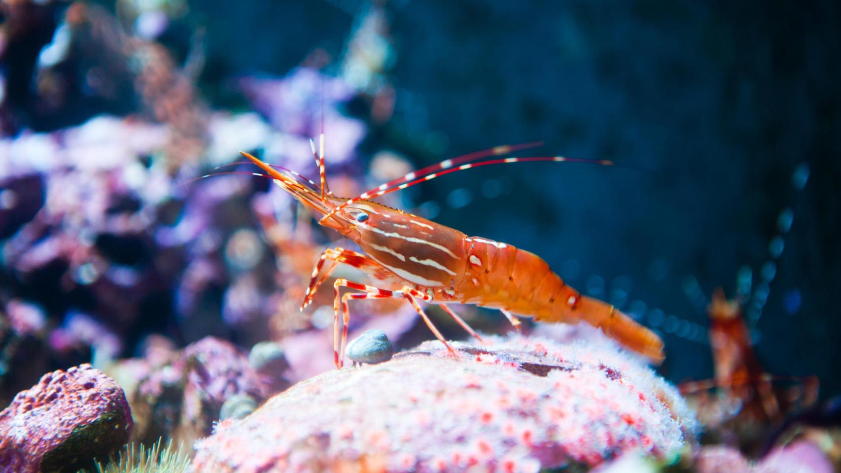 Gamba roja.