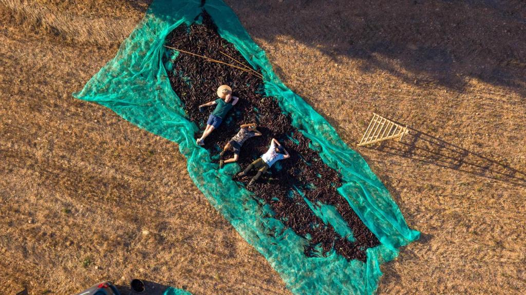 Jeroni Pou, Agustí Pou y Sebastià Rigo sobre la cosecha de sus algarrobos, otro árbol característico de la isla, además del olivo.