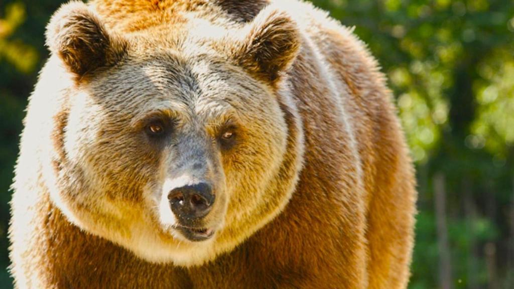 Adiós al oso pardo como lo conocíamos: el calentamiento global cambia a la especie y afecta al ecosistema