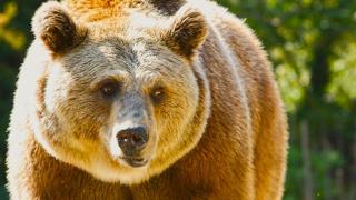 Adiós al oso pardo como lo conocíamos: el calentamiento global cambia a la especie y afecta al ecosistema