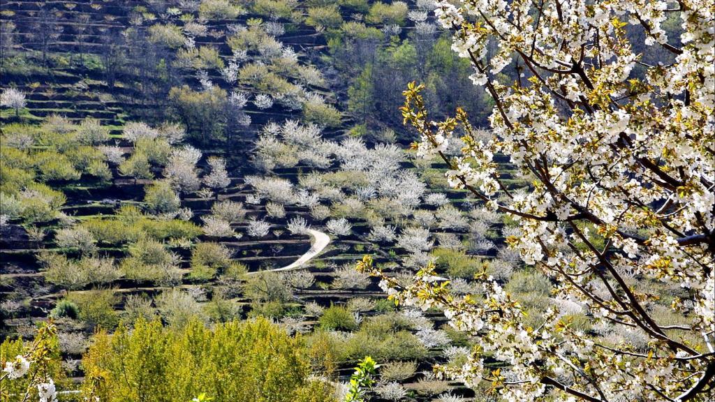 Floración de cerezos en el Valle del Tiétar (Ávila)