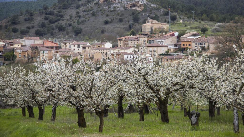 Cerezos en flor en la localidad burgalesa de Aguas Cándidas