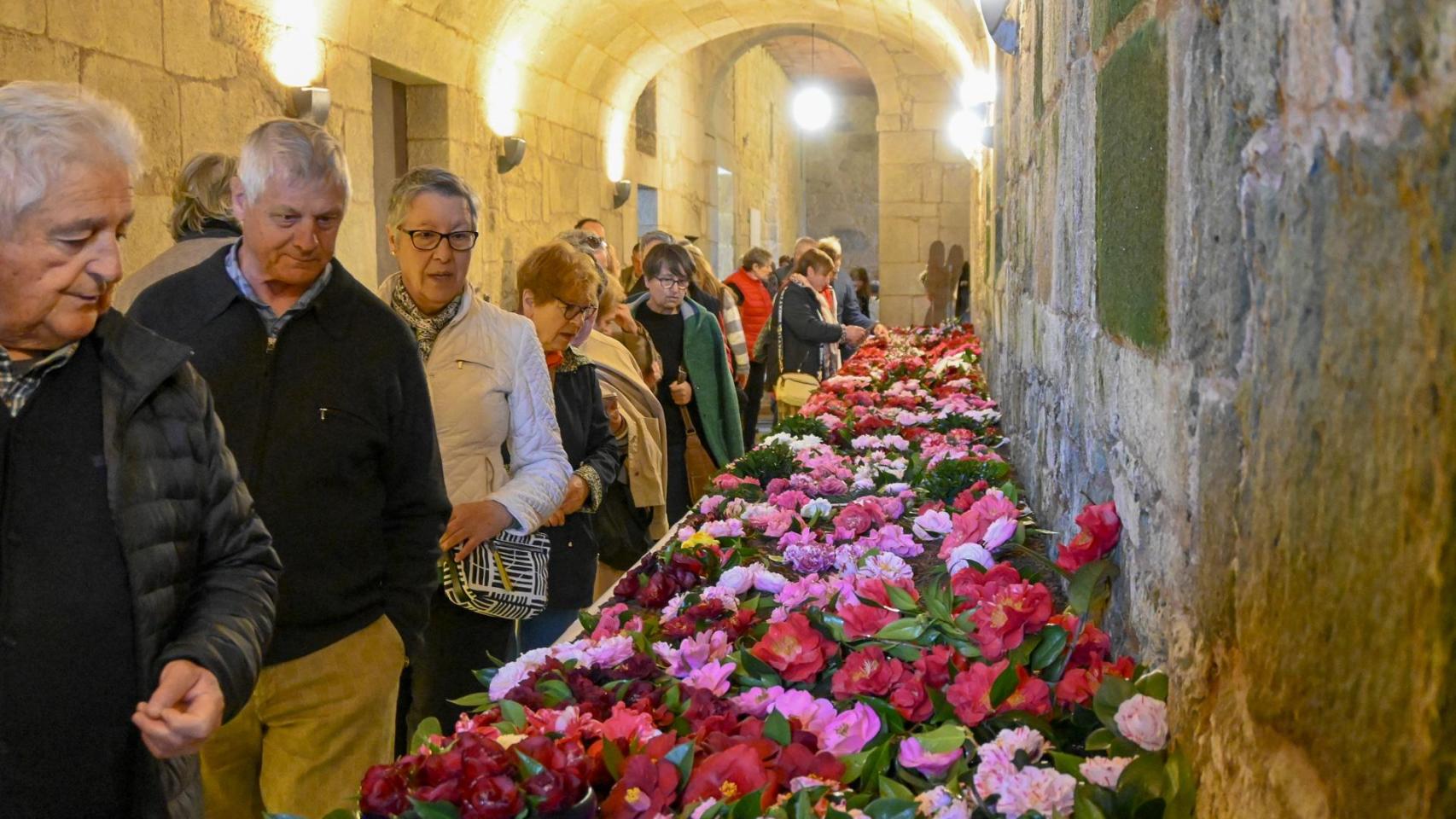 Padrón (A Coruña) celebra una década de su Exposición de la Camelia y del Bonsái