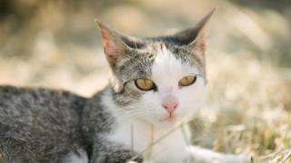 Un gato en la hierba.