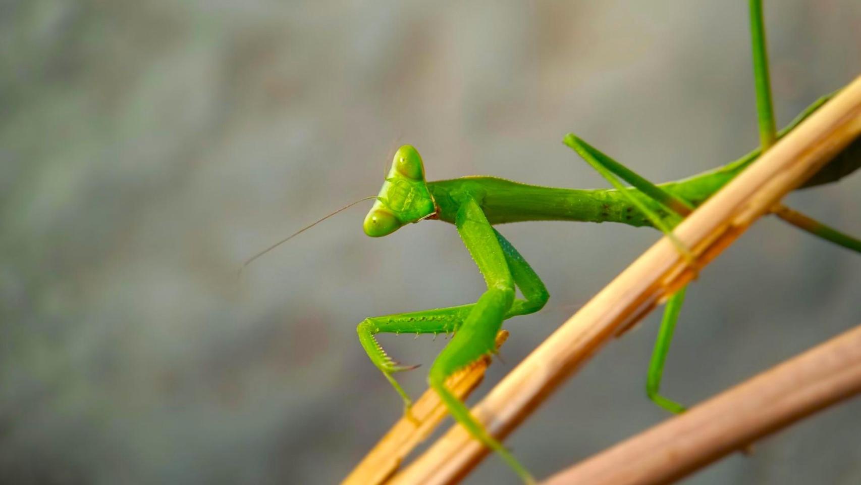 Ya es oficial: llegan a España dos especies de mantis asiáticas que ponen en riesgo el ecosistema local y los expertos avisan