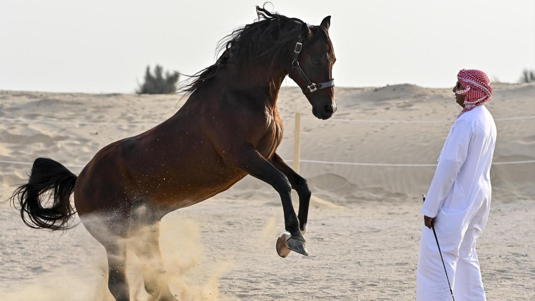 Un caballo pura sangre en Dubai.